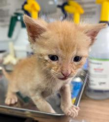 Shelter Stray Male Cat last seen Willow and Central, Fresno Zone Fresno CO 1A 93725, CA, 1510 W Dan Ronquillo Dr, Fresno, CA 93706, USA