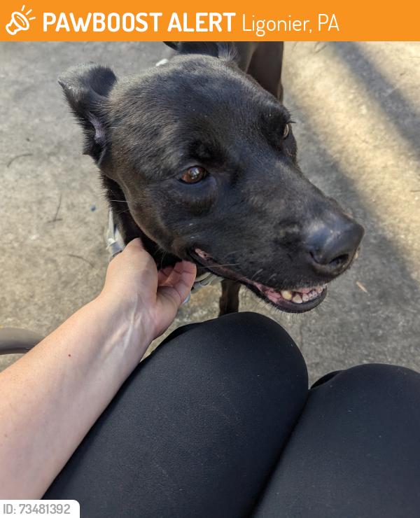 Found/Stray Female Dog last seen Near Fairfield & Ligonier, Ligonier, PA 15658