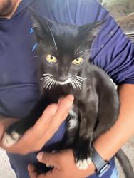 Lost Female Cat last seen Near Harrison st, Denver, CO 80205