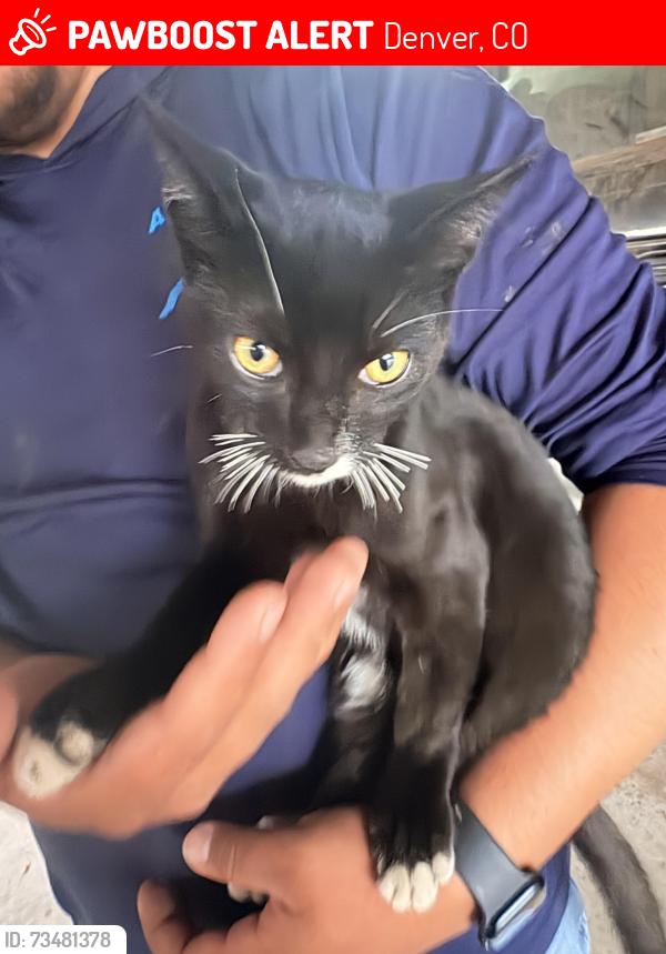 Lost Female Cat last seen Near Harrison st, Denver, CO 80205