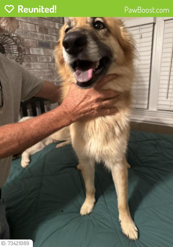 Reunited Female Dog last seen Gardner Park Dr Gastonia NC, Gastonia, NC 28054