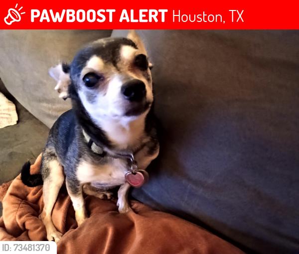 Lost Male Dog last seen Hilcroft and 90, Houston, TX 77035