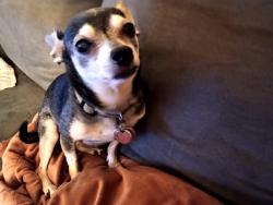 Lost Male Dog last seen Hilcroft and 90, Houston, TX 77035