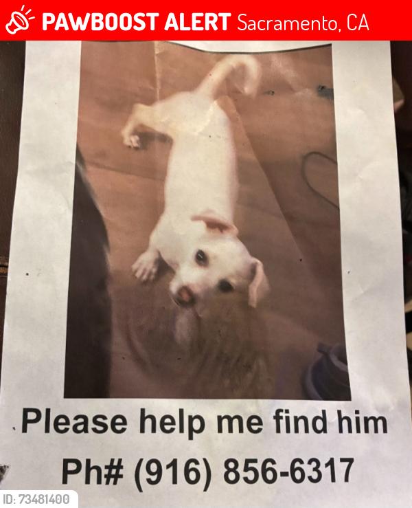 Lost Male Dog last seen 38th and Wilkinson street, Sacramento, CA 95824
