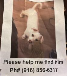 Lost Male Dog last seen 38th and Wilkinson street, Sacramento, CA 95824