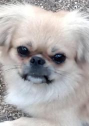 Lost Male Dog last seen Near N Cortez St, Tampa, FL 33614