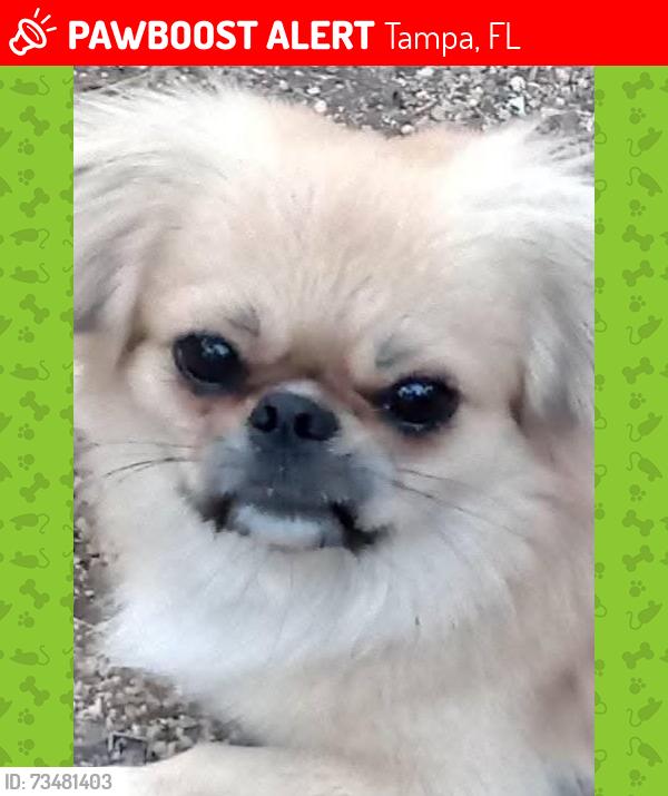 Lost Male Dog last seen Near N Cortez St, Tampa, FL 33614