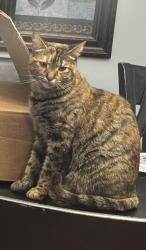 Reunited Female Cat last seen Evansburg Rd & Mill Rd, Skippack Township, PA 19426