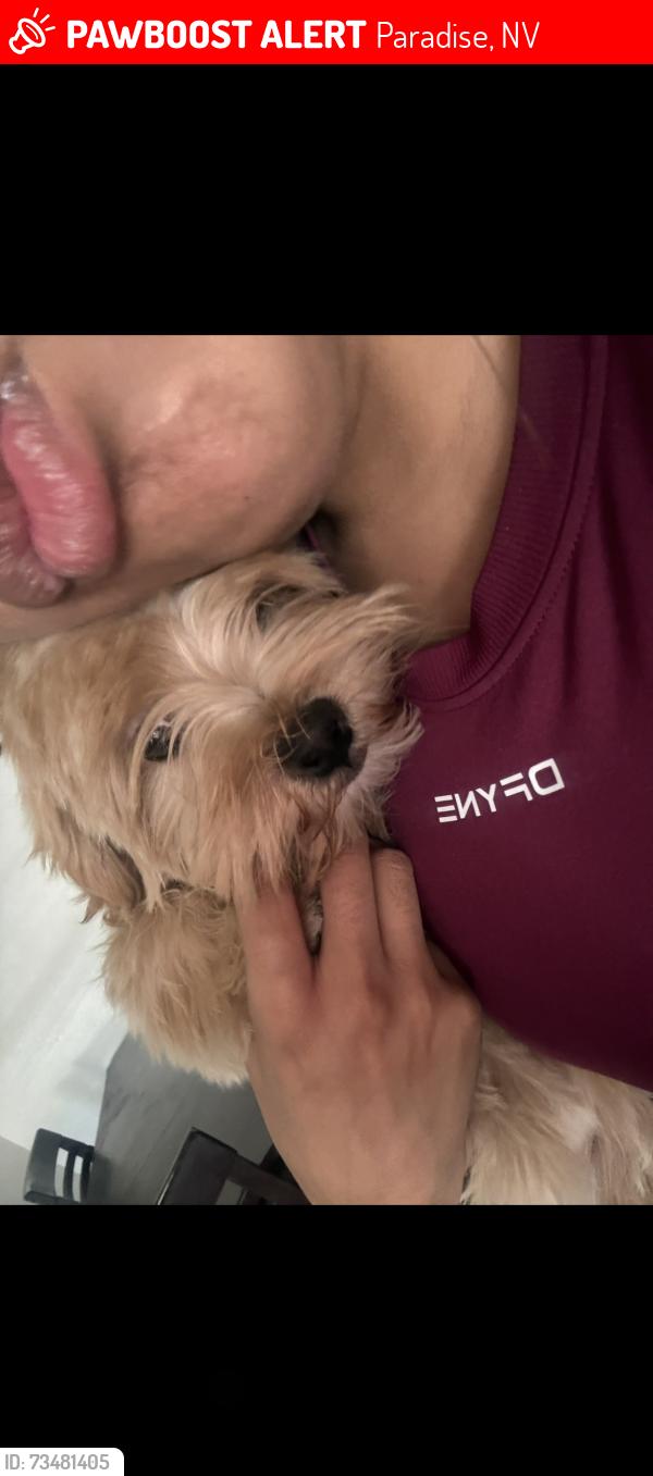Lost Male Dog last seen Rita dr, Paradise, NV 89121