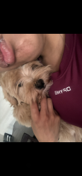 Lost Male Dog last seen Rita dr, Paradise, NV 89121