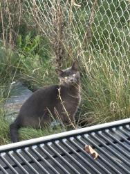 Found/Stray Unknown Cat last seen Cohansey Street between Cottage and Arlington, Saint Paul, MN 55117