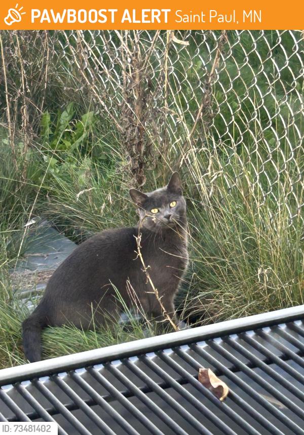 Found/Stray Unknown Cat last seen Cohansey Street between Cottage and Arlington, Saint Paul, MN 55117