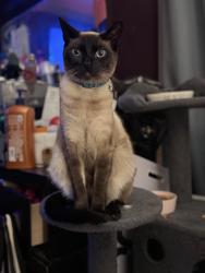 Lost Male Cat last seen Louden rd. Globe manufacturing, Pittsfield, NH 03263