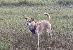 Lost Male Dog last seen Hwy. 61 and Hwy. 964, Zachary, LA 70791