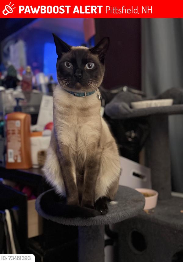 Lost Male Cat last seen Louden rd. Globe manufacturing, Pittsfield, NH 03263