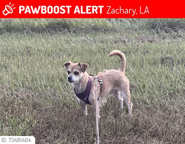 Lost Male Dog last seen Hwy. 61 and Hwy. 964, Zachary, LA 70791