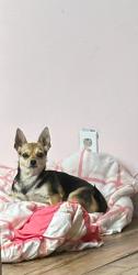 Reunited Female Dog last seen 32st and bellroad, Phoenix, AZ 85032