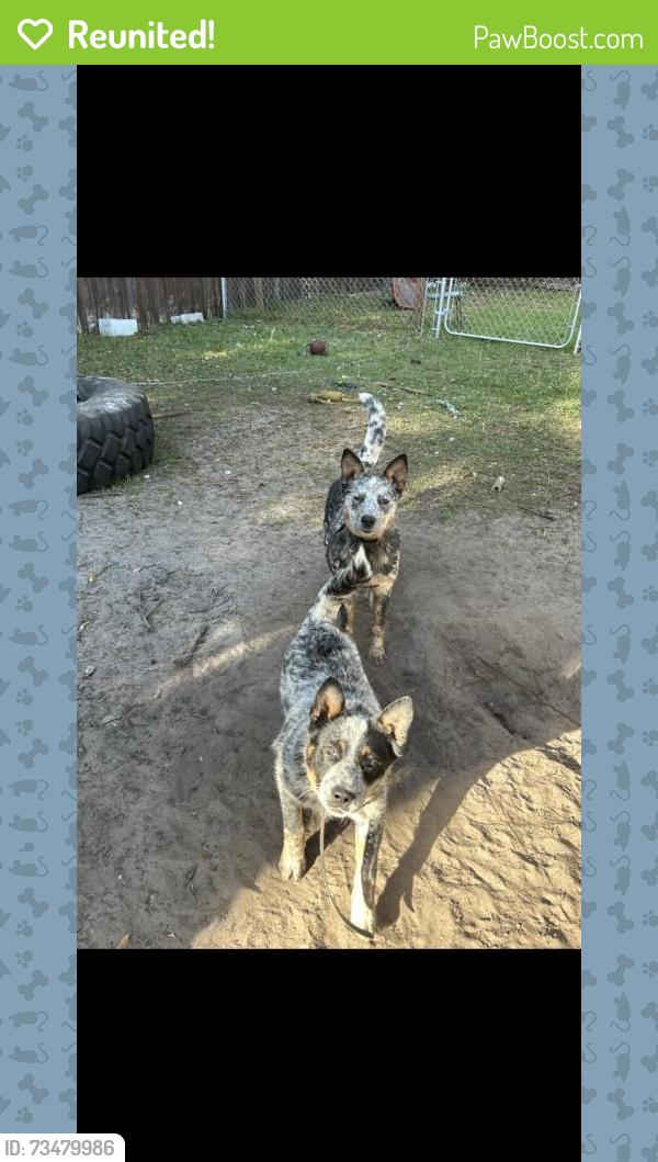 Reunited Female Dog last seen Near Vermont Blvd, Elkton, FL 32033, USA, Elkton, FL 32033