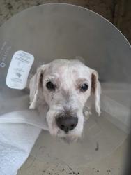 Shelter Stray Male Dog last seen Near Civita Boulevard, San Diego, CA, 92108, 5500 Gaines St, San Diego, CA 92110, USA