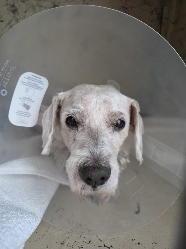 Shelter Stray Male Dog last seen Near Civita Boulevard, San Diego, CA, 92108, 5500 Gaines St, San Diego, CA 92110, USA