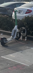 Reunited Unknown Dog last seen West Oakland BART, Oakland, CA 94607