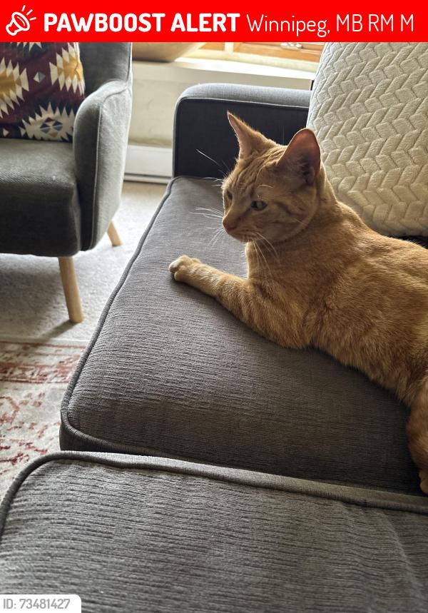 Lost Male Cat last seen Montrose and Kingsway, Winnipeg, MB R3M 3M8