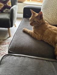 Lost Male Cat last seen Montrose and Kingsway, Winnipeg, MB R3M 3M8