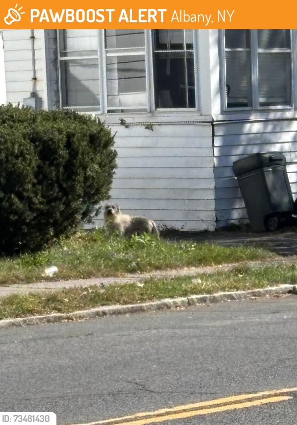 Found/Stray Unknown Dog last seen Roosevelt St and Lincoln Ave, Albany, NY 12206