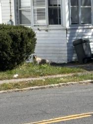 Found/Stray Unknown Dog last seen Roosevelt St and Lincoln Ave, Albany, NY 12206