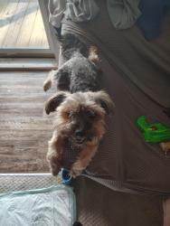 Lost Male Dog last seen 32nd st between Parallel Pkwy and State, Kansas City, KS 66102