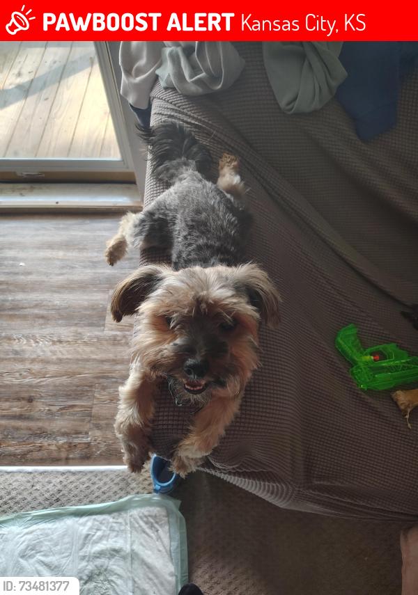 Lost Male Dog last seen 32nd st between Parallel Pkwy and State, Kansas City, KS 66102