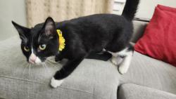 Found/Stray Unknown Cat last seen International & Seminary, Oakland, CA 94605