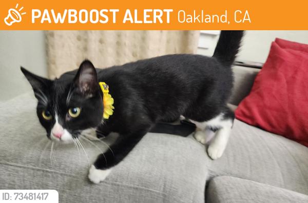 Found/Stray Unknown Cat last seen International & Seminary, Oakland, CA 94605