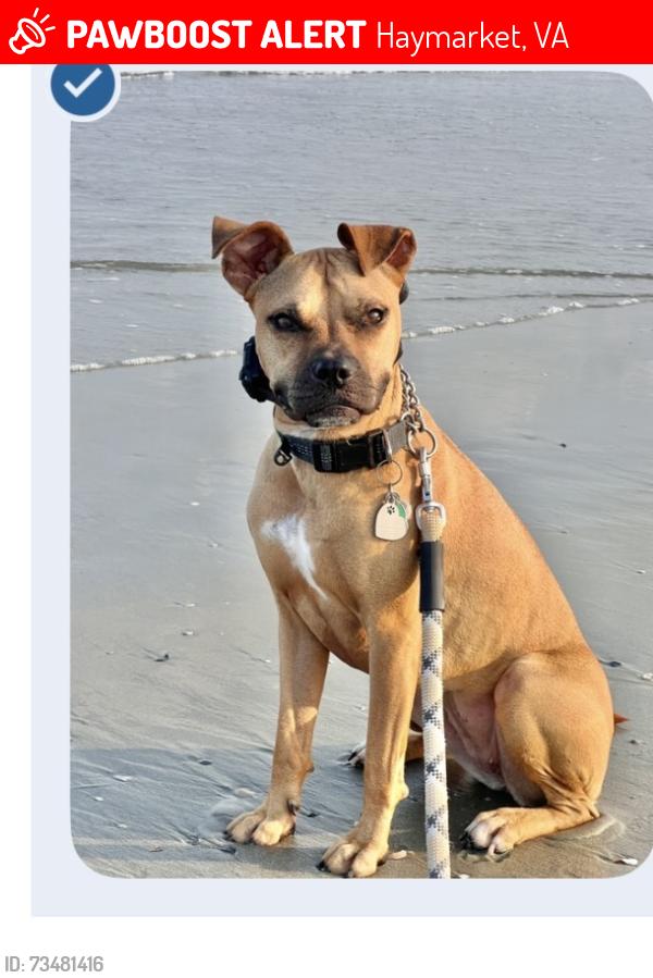 Lost Female Dog last seen Tanning hse place. and Waverly Farm Dr, Haymarket, VA 20169