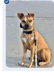 Lost Female Dog last seen Tanning hse place. and Waverly Farm Dr, Haymarket, VA 20169