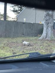 Found/Stray Unknown Cat last seen Intersection of Trestman Ave and Sandra Lane in VA Beach, Virginia Beach, VA 23464