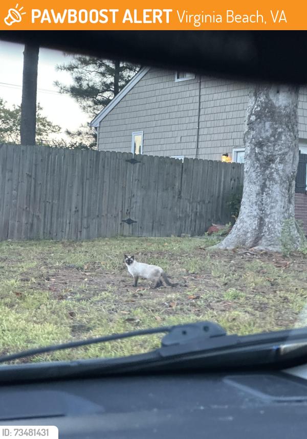 Found/Stray Unknown Cat last seen Intersection of Trestman Ave and Sandra Lane in VA Beach, Virginia Beach, VA 23464