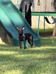 Reunited Female Dog last seen Hereford and island dr, Hereford Estates Village, TX 77377