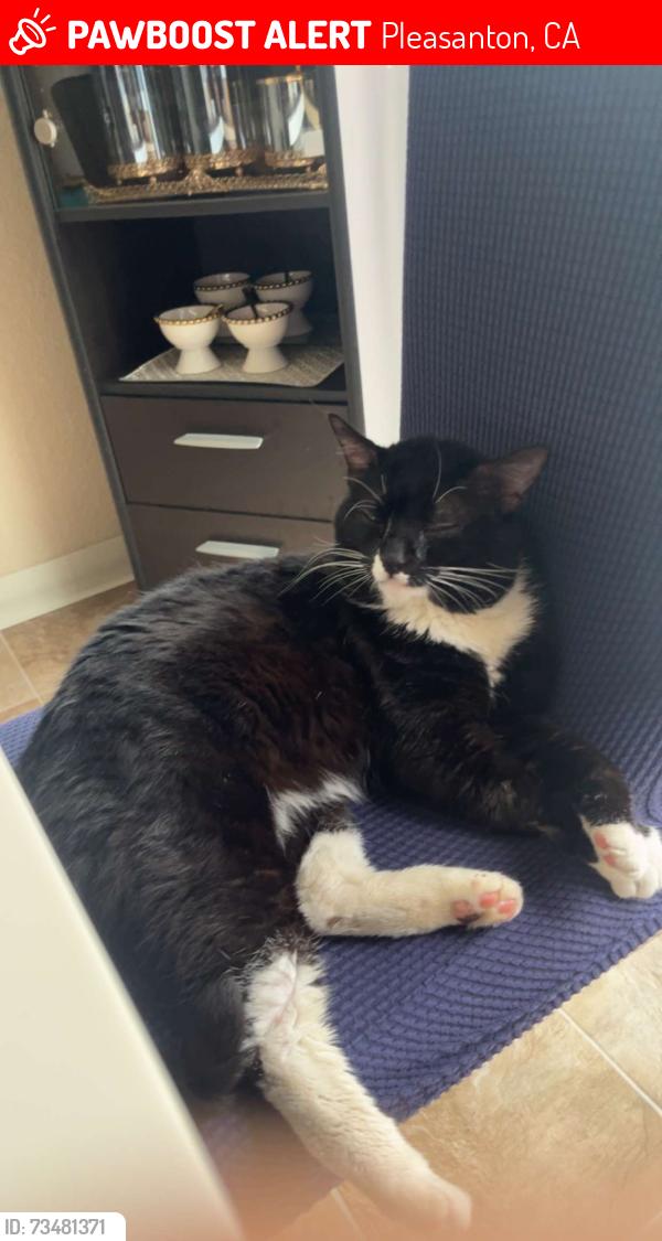 Lost Male Cat last seen Hacienda Dr near Iron Horse Regional Trail, Pleasanton, CA 94588