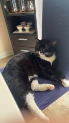 Lost Male Cat last seen Hacienda Dr near Iron Horse Regional Trail, Pleasanton, CA 94588