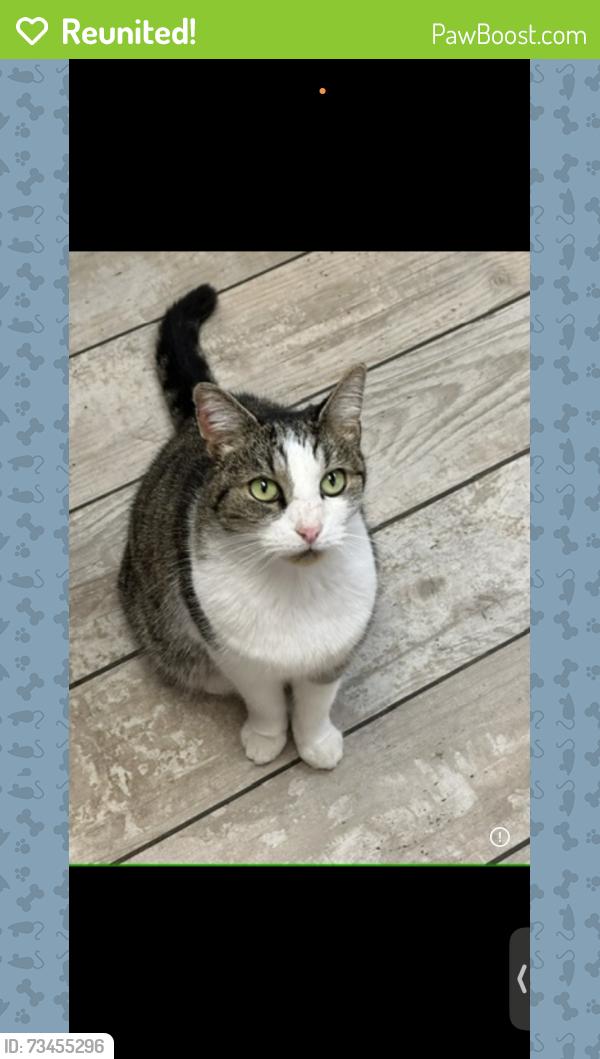 Reunited Female Cat last seen Near Trenton High West / Cadwalader Park, Trenton, NJ 08618