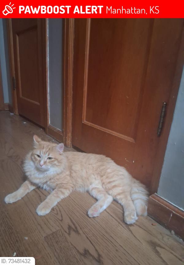 Lost Male Cat last seen Lee Elementary, Grandview Hills neighborhood behind cemetery next to MHS, Manhattan, KS 66502