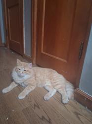 Lost Male Cat last seen Lee Elementary, Grandview Hills neighborhood behind cemetery next to MHS, Manhattan, KS 66502