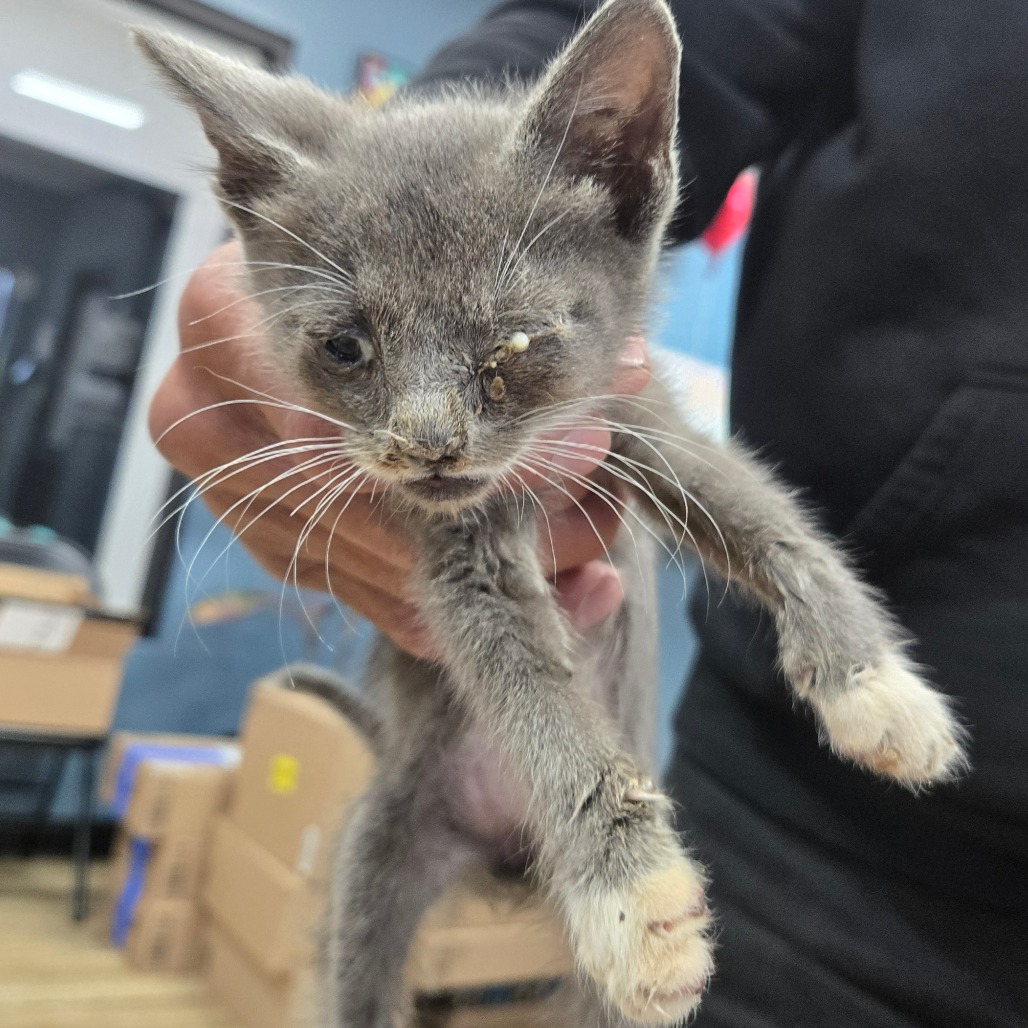 Shelter Stray Male Cat last seen , 124 Evergreen Ave, Newark, NJ 07114, USA