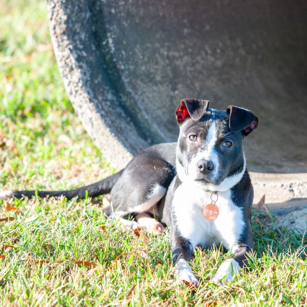 Shelter Stray Female Dog last seen , 2951 S 1st St, Cabot, AR 72023, USA