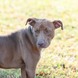 Shelter Stray Male Dog last seen , 2951 S 1st St, Cabot, AR 72023, USA
