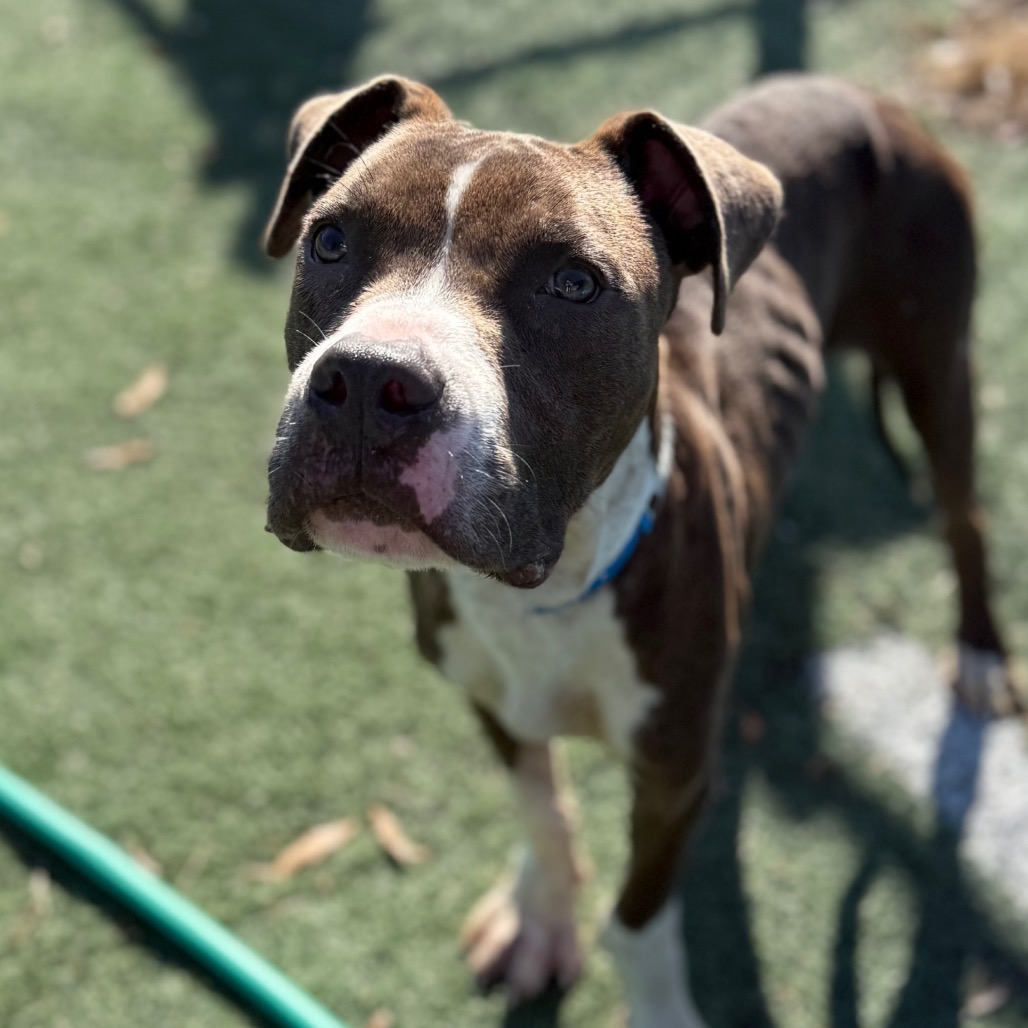 Shelter Stray Male Dog last seen , 2350 Appling City Cove, Memphis, TN 38133, USA