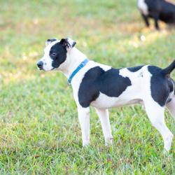 Shelter Stray Male Dog last seen , 2951 S 1st St, Cabot, AR 72023, USA