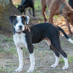Shelter Stray Female Dog last seen , 2951 S 1st St, Cabot, AR 72023, USA