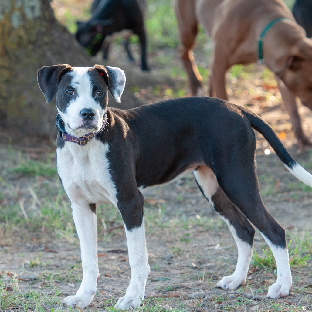 Shelter Stray Female Dog last seen , 2951 S 1st St, Cabot, AR 72023, USA